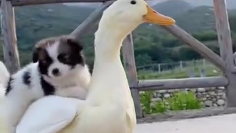 Super Funny Dog Videos 🐕🦆Funny Animal Videos 🦆🐕