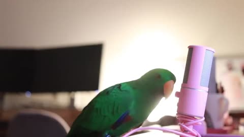 Bird Whispers Into Microphone for 5 Minutes Straight (to cure your sadness) _with subtitles_