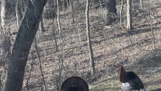 Wild Turkeys Showing Their Fans