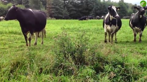 COW VIDEO 🐄 COWS MOOING 🐄