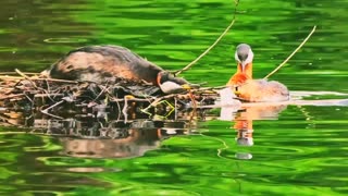 diving duck