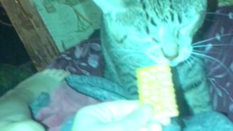 Cat tries to eat a cracker for the first time