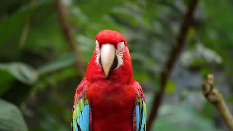 Parrot with great colors and sounds