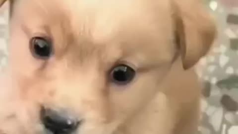Cute and funny puppy dog 😀