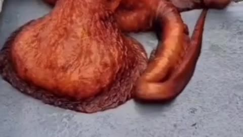 Giant pacific octopus released back into the ocean #shorts #shortvideo #video #virals #videoviral