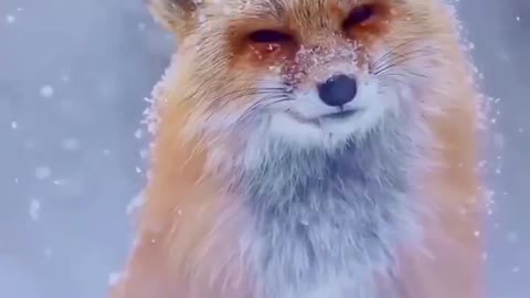 The fox looked helpless standing in the snow