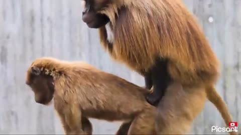 Monkey sex