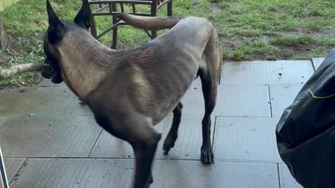 Dog Tries To Go Through Door With A Stick