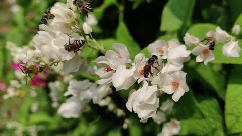 Close Up of Bees Pollinating Flowers - Captivating Nature Video