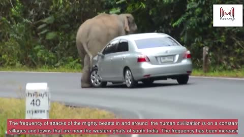 Elephants Destroys Cars