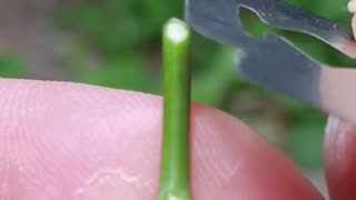 Rose grafting-Bark grafing