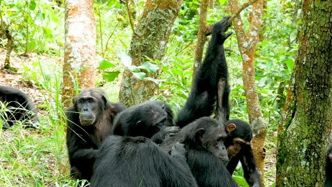 NASA Joins Jane Goodall to Conserve Chimpanzee Habitats