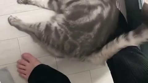 Kitter does a trust fall