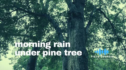 Morning rain under a pine tree