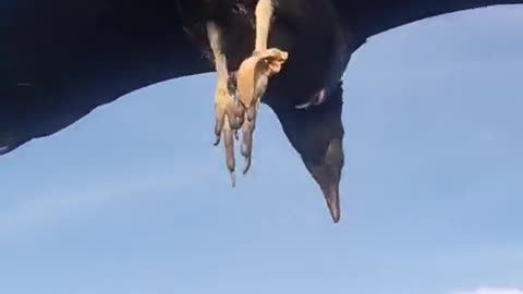 Falcon Takes Break On Hang Glider