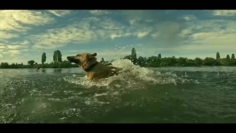Captivating Slow Motion Dog Jump in Lake