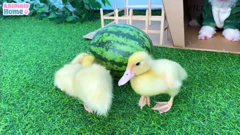 Ducklings steals BiBi)