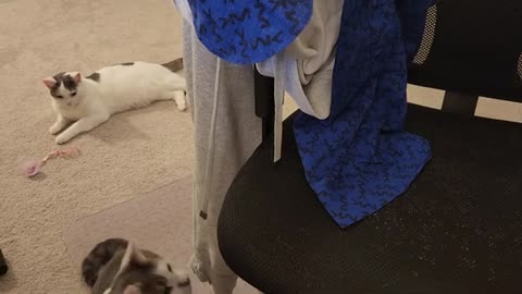 Cat Is Crazy About Pajama Pants String