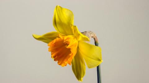 Daffodil is Beautiful