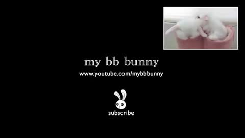 Cute Baby Bunny Washing Her Face