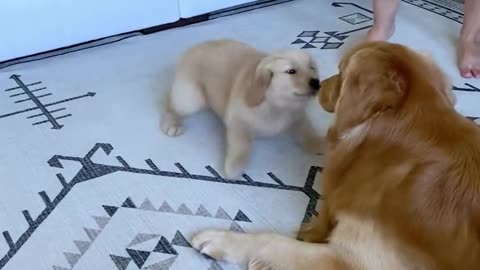 dog's love for its child