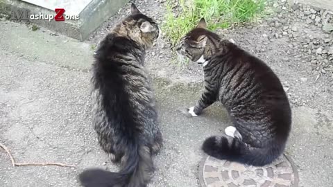 funny cats video