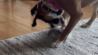 Boxer Plays with Cute Kitten