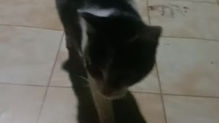 Cat is playing