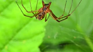 A beautiful spider sits in a web / beautiful arachnid.