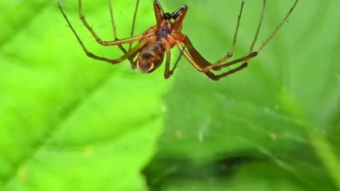 A beautiful spider sits in a web / beautiful arachnid.