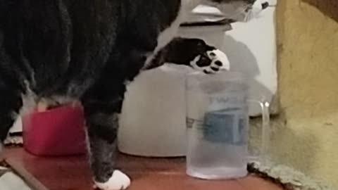 my cat drinks water with her paws