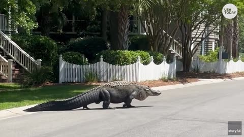 Massive alligator lazily crosses the street in South Carolina | USA TODAY