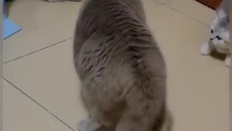 Cat funny scene #fun #short