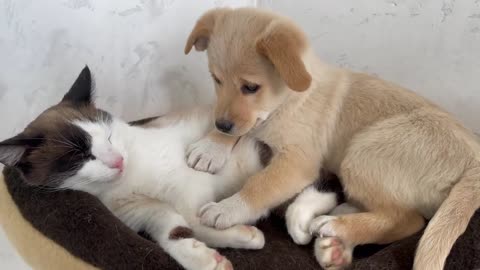Tiny Puppy Shocked by Meeting with Cat for the First Time!