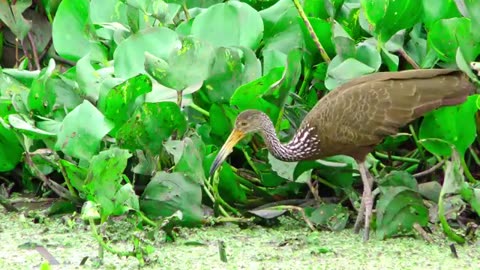 Beauty of Amazon rain forest 8k