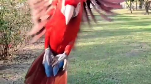 beautiful red macaw ❤️