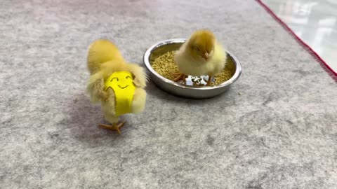 Two chicks treat the kitten as their mother. warm sleep