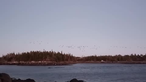 Canada Geese Flyover on Cape Sable