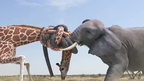 Giraff and elephant Fighting in Forest