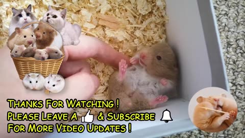 Hamster Babies and Hamster Mother - Day 1 to Day 30 Best Moments