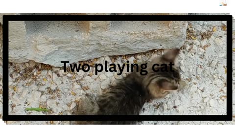 Cat play