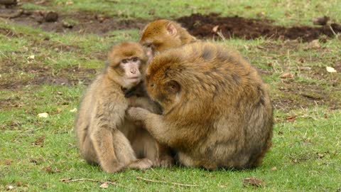 Watch what the monkeys do to her son