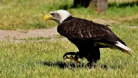 BALD EAGLE VS GOLDEN EAGLE - Which is more powerfull