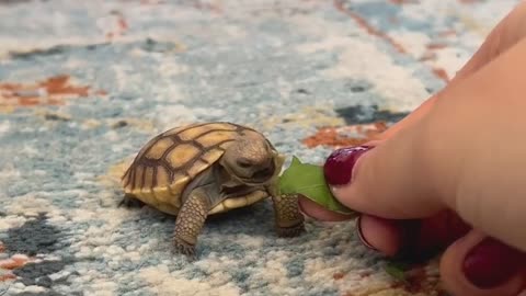 Turtle Cub With His Morning breakfast🥬💚