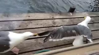 Needy Seagull Refuses To Let Go Of Partner