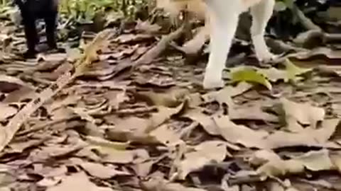 Cat vs snakes war