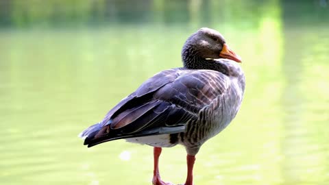 Goose Bird Greylag Goose Animal Poultry Nature