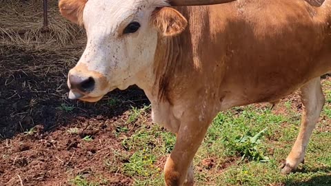 Silly Steer Needs Help From Mom