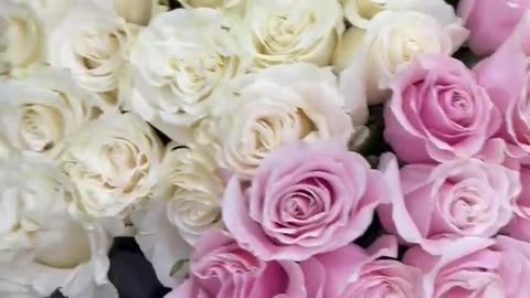 I give you unique roses, you give me back just a like and make my wishes come true.