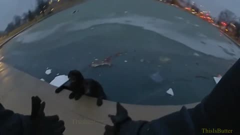 Bodycam video shows 2 black Labrador's being rescued from a frozen pond by Fort Wayne PD